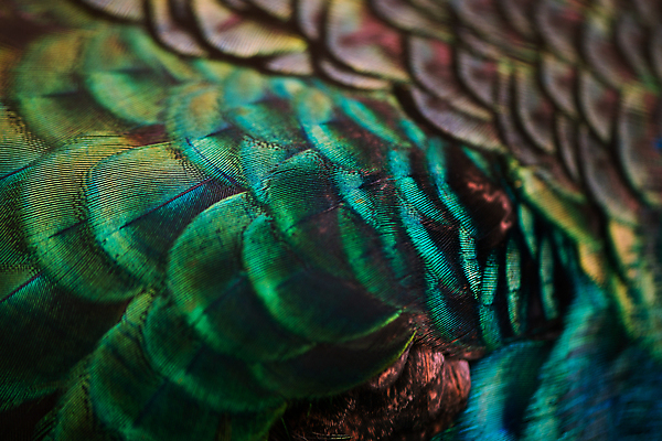 포토 JPG 해외이미지 동물 디자인 남자 야생동물 백그라운드 무지개 패턴 날개 자연 벽지 조류 추상 사람없음 장식 초록색 파란색 컬러풀 뷰티 유행 보라색 활발 수확 동굴 황금 우아함 닫기 공작 인도인 깃털 묘사 질감 꼬리 솜털 내추럴 이국적 터키석 해외포토 자연요소 외국인 컬러 컨셉 무늬 농업 모션 사람 동양인 보석 생태계 파일형식 이미지허브