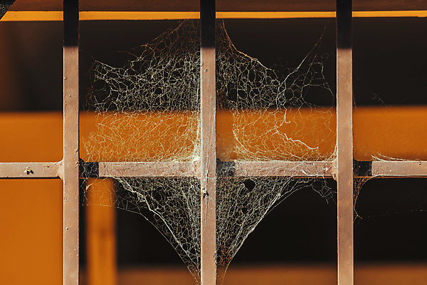 포토 JPG 해외이미지 절지류 오렌지 출입구 사람없음 야외 빛 햇빛 태양 갈색 노란색 문 사진촬영 웹 흰색 실크 부식 대문 거미 옛날 철강 해외포토 자연요소 동물 컬러 곤충 인터넷 과일 촬영 직물 파일형식 이미지허브