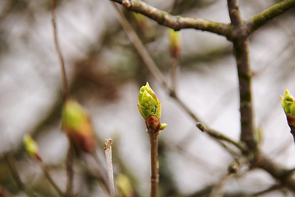 포토 JPG 해외이미지 나무 식물 계절 꽃 줄기 잎 꽃무늬 자연 새로움 사람없음 야외 초록색 빛 태양 갈색 환경 정원 봄 성장 벚꽃 나뭇가지 신선 숲 묘사 해외포토 자연요소 컬러 컨셉 무늬 생태계 파일형식 이미지허브