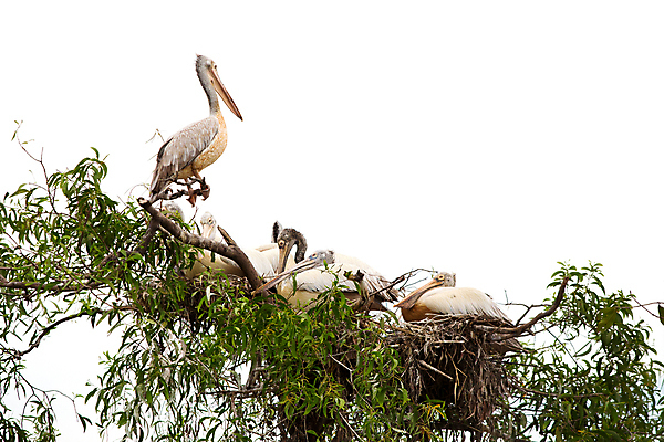 포토 JPG 해외이미지 동물 척추동물 1 응시 공원 호수 야생동물 바다 백그라운드 자연 조류 생물 동물원 사람없음 야외 옆모습 초록색 물 뷰티 머리 흰색 닫기 큼 펠리컨 깃털 부리 목 물새 동쪽 계산서 내추럴 고립 동물상 옛날 해외포토 자연요소 시선 공공시설 뷰포인트 컬러 모션 신체부위 조형물 크기 방향 생태계 파일형식 이미지허브