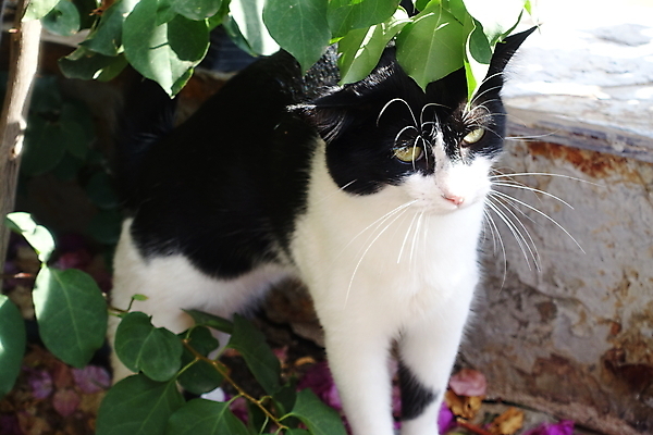 포토 JPG 해외이미지 식물 동물 꽃 자연 사람없음 반려동물 정원 고양이 기쁨 해외포토 감정 포유류 생태계 파일형식 이미지허브