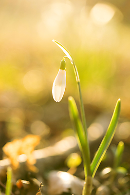 포토 JPG 해외이미지 식물 계절 꽃 잎 겨울 꽃무늬 밭 자연 아침 풍경 초원 사람없음 야외 초록색 물 여름 햇빛 환경 정원 봄 젖음 성장 벚꽃 흰색 신선 닫기 떨어짐 숲 이슬 보케 내추럴 헌병 해외포토 주간 자연요소 컬러 컨셉 무늬 농업 모션 태양 군인 생태계 파일형식 이미지허브