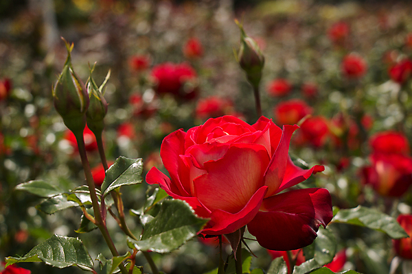 포토 JPG 해외이미지 꽃 잎 자연 근접촬영 사람없음 야외 아웃포커스 빨간색 장미 해외포토 식물 뷰포인트 컬러 촬영기법 생태계 파일형식 이미지허브