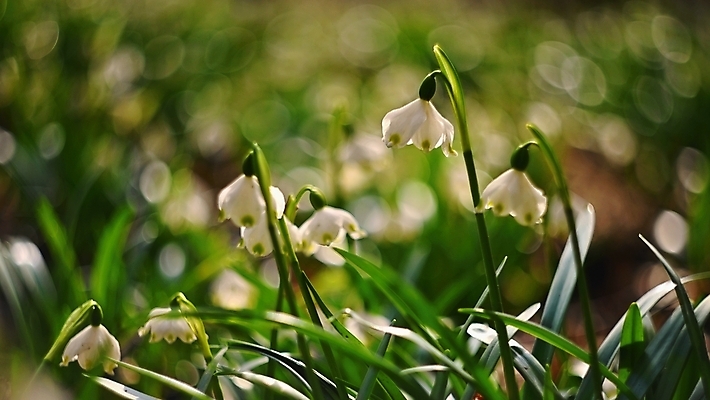포토 JPG 해외이미지 식물 계절 꽃잎 꽃 백그라운드 잎 꽃무늬 자연 사람없음 야외 초록색 뷰티 환경 정원 봄 들꽃 성장 벚꽃 흰색 신선 눈송이 개화 숲 묘사 속도 내추럴 생태학 헌병 해외포토 교육 컬러 무늬 눈_날씨 군인 생태계 파일형식 이미지허브