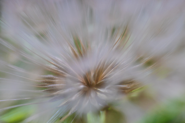 포토 JPG 해외이미지 주간 근접촬영 사람없음 야외 소프트포커스 민들레 민들레홀씨 해외포토 자연요소 꽃 뷰포인트 촬영기법 파일형식 이미지허브