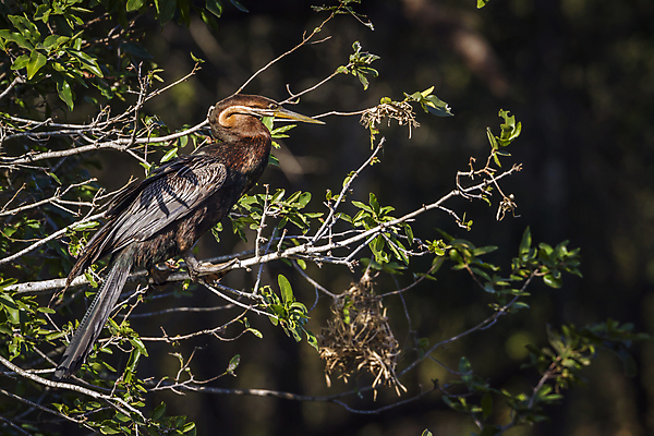 포토 JPG 해외이미지 동물 야생동물 아프리카 자연 조류 국립공원 사람없음 가로 보호 사파리 물새 남아프리카 보츠와나 보호구역 해외포토 공원 나라 컨셉 생태계 구역 파일형식 이미지허브
