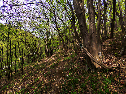 포토 JPG 해외이미지 나무 식물 계절 공원 도로 길 백그라운드 잎 자국 자연 아침 풍경 사람없음 야외 초록색 여름 빛 햇빛 태양 환경 맑음 봄 하이킹 광선 나뭇가지 숲 오솔길 내추럴 삼림지대 선로 해외포토 주간 자연요소 공공시설 컬러 교통시설 레저 날씨 생태계 파일형식 이미지허브
