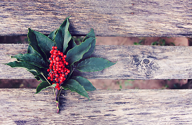 포토 JPG 해외이미지 나무 식물 계절 공원 열매 유럽 줄기 백그라운드 잎 오렌지 과일 자연 사람없음 야외 빨간색 초록색 파란색 뷰티 활발 나뭇가지 숲 작음 다발 허브 시트 강렬 숙성 해외포토 공공시설 나라 컬러 컨셉 크기 생태계 파일형식 이미지허브