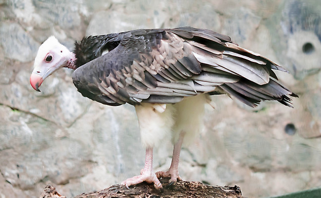 포토 JPG 해외이미지 동물 야생동물 아프리카 자연 조류 사람없음 파란색 갈색 머리 검은색 흰색 죽음 큼 먹이 깃털 부리 독수리 육식동물 대머리 내추럴 해외포토 헤어스타일 나라 컬러 신체부위 크기 생태계 파일형식 이미지허브