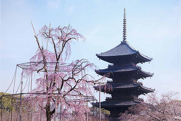 포토 JPG 해외이미지 나무 공원 종교 여행 불교 하늘 지붕 풍경 사람없음 야외 건물 장난감 탑 정원 일본 사진촬영 봄 벚꽃 사찰 영혼 첨탑 사당 해외포토 식물 건축물 계절 공공시설 꽃 아시아 종교건축 촬영 파일형식 이미지허브