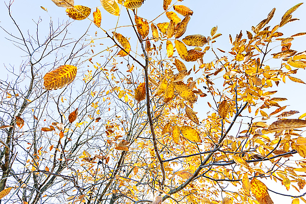 포토 JPG 해외이미지 나무 계절 공원 백그라운드 단풍 잎 오렌지 자연 하늘 추상 사람없음 야외 목재 컬러풀 태양 뷰티 갈색 노란색 환경 성장 가을 나뭇가지 최고 황금 정상 숲 내추럴 해외포토 자연요소 식물 공공시설 컬러 무늬 과일 재료 생태계 파일형식 이미지허브