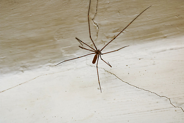 포토 JPG 해외이미지 동물 1 야생동물 벽 곤충 백그라운드 절지류 자연 생물 사람없음 빨간색 갈색 검은색 웹 흰색 독약 아빠 닫기 위험 작음 무서움 묘사 슛 육식동물 거미 리빙 고립 오싹 해외포토 감정 컬러 컨셉 인터넷 가족 모션 크기 생태계 파일형식 이미지허브