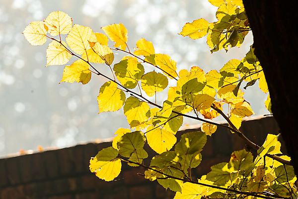 포토 JPG 해외이미지 나무 식물 계절 공원 백그라운드 단풍 잎 오렌지 자연 벽지 사람없음 야외 초록색 빛 태양 환경 맑음 일몰 활발 가을 나뭇가지 황금 숲 질감 내추럴 해외포토 자연요소 공공시설 컬러 컨셉 과일 날씨 노을 생태계 파일형식 이미지허브