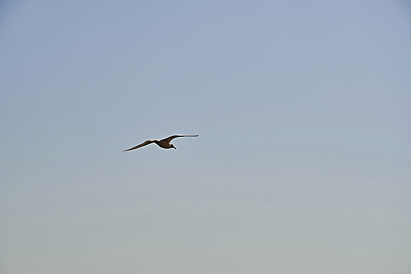 포토 JPG 해외이미지 동물 얼굴 바다 날개 자연 갈매기 조류 하늘 성공 바람 사람없음 파란색 뷰티 평화 힘 고요 경쟁 활발 펼침 회색 자유 흰색 비행 자르기 깃털 묘사 리더 부리 천국 동물상 무료 웅장함 해외포토 자연요소 컬러 컨셉 모션 날씨 신체부위 조형물 생태계 파일형식 이미지허브