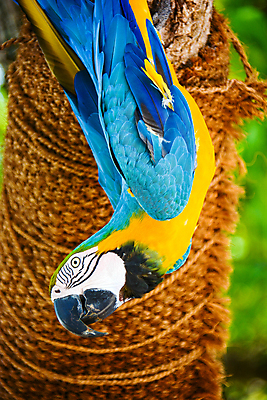 포토 JPG 해외이미지 동물 야생동물 백그라운드 자연 조류 사람없음 초록색 파란색 반려동물 컬러풀 뷰티 노란색 회색 흰색 부리 앵무새 내추럴 고립 이국적 해외포토 컬러 생태계 파일형식 이미지허브