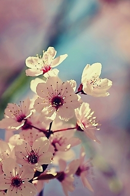 포토 JPG 해외이미지 나무 식물 계절 꽃잎 꽃 아시아 분홍색 백그라운드 꽃무늬 자연 하늘 친절 새로움 건강 동양인 사람없음 빨간색 정원 일본 봄 벚꽃 흰색 나뭇가지 신선 개화 체리 닫기 과수원 4월 묘사 원예 부드러움 내추럴 해외포토 나라 컬러 컨셉 무늬 농업 과일 모션 인종 취미 감각 날짜 생태계 파일형식 이미지허브