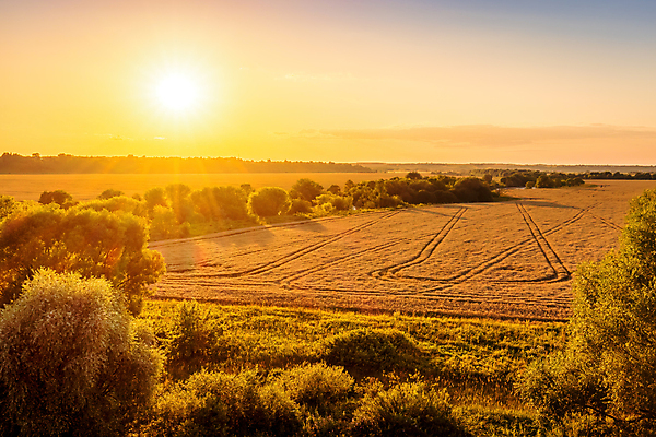 포토 JPG 해외이미지 식물 밭 농업 자연 하늘 아침 옥수수 사람없음 하이앵글 햇빛 농장 농경지 노란색 일출 황혼 일몰 새벽 광선 시골 황금 저녁 낟알 시리얼 밀 귀 호밀 수평선 해외포토 주간 자연요소 산업 음식 뷰포인트 컬러 곡류 신체부위 태양 노을 야간 생태계 파일형식 이미지허브