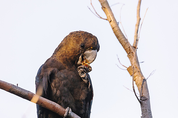 포토 JPG 해외이미지 동물 야생동물 자연 조류 하늘 사람없음 갈색 검은색 심볼 깃털 앵무새 멸종 내추럴 해외포토 컬러 생태계 파일형식 이미지허브
