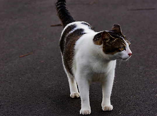 포토 JPG 해외이미지 동물 도로 수염 성인 사람없음 빨간색 친구 반려동물 노란색 머리 문 걷기 고양이 희망 고통 흰색 질병 매끈함 가난 스마트 귀 법 생강 수의사 노숙자 기르기 동반자 배려 총구 헬프 해외포토 감정 길 컬러 컨셉 채소 포유류 의학 관계 교통시설 모션 사람 신체부위 의사 도움 감각 돌봄 파일형식 이미지허브