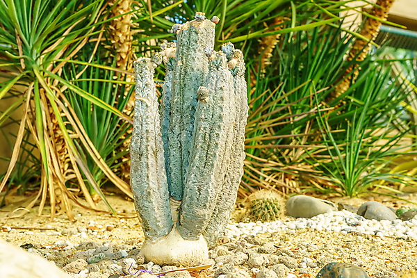 포토 JPG 해외이미지 식물 계절 꽃잎 꽃 꽃다발 백그라운드 자연 추상 휴가 선인장 건조 사람없음 야외 장식 초록색 여름 환경 정원 봄 사막 성장 벚꽃 가을 신선 뜨거움 가시 척추 묘사 애리조나 내추럴 우수 해외포토 컬러 무늬 뼈 미국 절기 생태계 파일형식 이미지허브