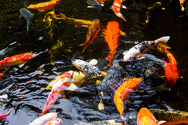 포토 JPG 해외이미지 식물 동물 전통 공원 호수 백그라운드 이동 오렌지 자연 휴식 어류 동양인 사람없음 야외 장식 빨간색 초록색 물 반려동물 컬러풀 노란색 우주 환경 정원 일본 검은색 수중 수영 희망 침묵 흰색 연못 신선 황금 닫기 금붕어 잉어 내추럴 해외포토 자연요소 공공시설 감정 아시아 컬러 컨셉 과일 모션 인종 수중동물 소리 수상스포츠 생태계 파일형식 이미지허브