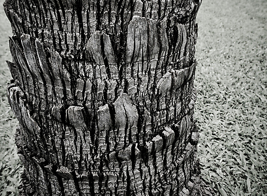 포토 JPG 해외이미지 모양 나무 식물 백그라운드 부분 자연 표면 날씨 종류 잔디 사람없음 목재 옆모습 검은색 회색 껍질 흰색 거친 균열 숲 묘사 질감 나무껍질 생태학 옛날 해외포토 교육 뷰포인트 컬러 재료 모션 생태계 파일형식 이미지허브