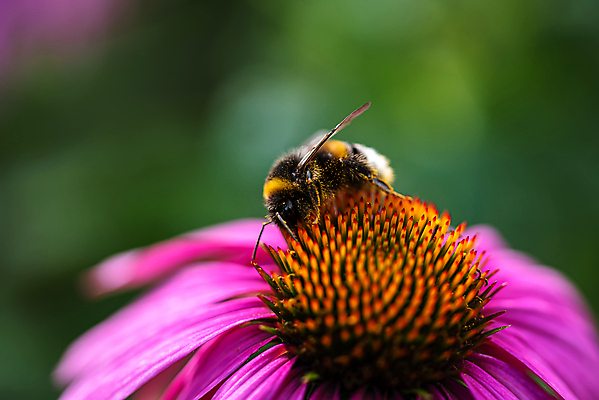포토 JPG 해외이미지 식물 계절 꽃잎 꽃 분홍색 백그라운드 꽃무늬 자연 사람없음 초록색 컬러풀 뷰티 약 정원 보라색 봄 활발 들꽃 벚꽃 약재 개화 약초 허브 데이지 꽃가루 내추럴 영원 호박벌 해외포토 컬러 컨셉 무늬 의학 풀_식물 벌_곤충 가루 생태계 파일형식 이미지허브