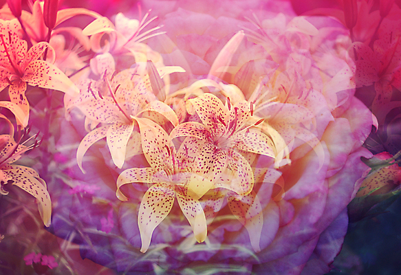 포토 JPG 해외이미지 식물 꽃잎 꽃 음식 줄기 백그라운드 컨셉 잎 꽃무늬 패턴 오렌지 자연 생물 아이디어 사람없음 빨간색 초록색 여름 뷰티 노란색 머리 봄 꽃술 시간 호랑이 백합 자르기 오브젝트 싱글 리빙 영원 이국적 부족함 해외포토 계절 컬러 무늬 과일 포유류 모션 신체부위 생태계 파일형식 이미지허브