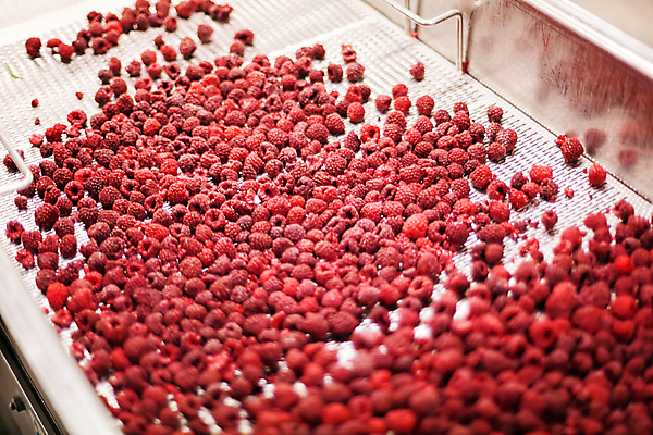 포토 JPG 해외이미지 공장 사람없음 냉동 기계 제조 산딸기 일렬 분류 식품공장 냉동식품 해외포토 음식 과일 공업 파일형식 이미지허브