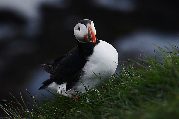 포토 JPG 해외이미지 주간 한마리 조류 사람없음 야외 아웃포커스 소프트포커스 퍼핀 해외포토 자연요소 동물 1 촬영기법 파일형식 이미지허브