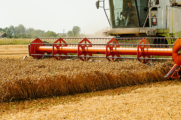 포토 JPG 해외이미지 계절 산업 밭 농업 자연 건조 옥수수 씨앗 사람없음 농작물 농경지 노란색 기계 모임 수확 시골 못 황금 농부 결합 낟알 땅 자르기 시리얼 밀 수집 유기농 보리 먼지 짐차 밀짚 밭일 숙성 호밀 해외포토 식물 직업 웰빙 음식 컬러 모션 자동차 곡류 농장 공구 짚 생태계 파일형식 이미지허브