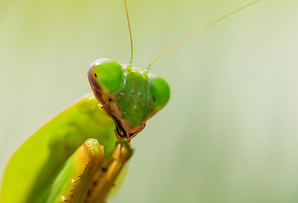포토 JPG 해외이미지 동물 야생동물 곤충 자연 사람없음 초록색 벌레 호기심 육식동물 캄보디아 기어가기 해외포토 감정 아시아 컬러 컨셉 모션 생태계 파일형식 이미지허브