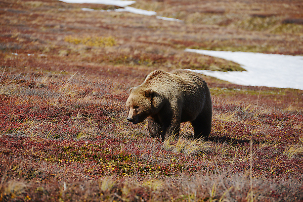 포토 JPG 해외이미지 주간 한마리 야생동물 곰 초원 사람없음 야외 가을 해외포토 자연요소 동물 1 계절 포유류 파일형식 이미지허브