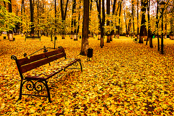 포토 JPG 해외이미지 주간 공원 단풍 낙엽 벤치 단풍나무 사람없음 야외 주황색 해외포토 자연요소 나무 공공시설 컬러 잎 의자 파일형식 이미지허브
