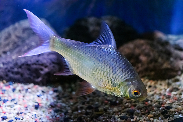 포토 JPG 해외이미지 동물 백그라운드 조명 어류 사람없음 물 암초 수족관 해외포토 자연요소 수중동물 파일형식 이미지허브