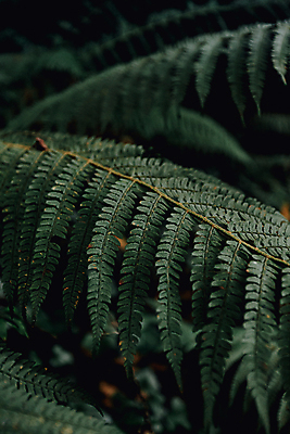 포토 JPG 해외이미지 백그라운드 잎 자연 사람없음 아웃포커스 초록색 양치식물 해외포토 식물 컬러 촬영기법 생태계 파일형식 이미지허브