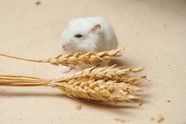 포토 JPG 해외이미지 동물 1 응시 남자 음식 백그라운드 장난 포유류 수염 털 씨앗 사람없음 목재 반려동물 갈색 머리 기쁨 흰색 유머 황금 닫기 해충 쥐 설치류 작음 모피 먹기 배고픔 코 슛 솜털 욕심 고립 시리아 해외포토 나무 식물 시선 감정 컬러 재료 중동 모션 사람 신체부위 벌레 크기 파일형식 이미지허브