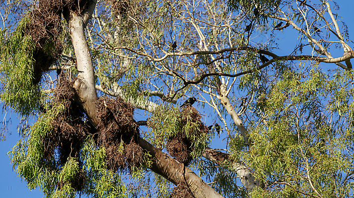 포토 JPG 해외이미지 동물 야생동물 이동 자연 조류 사람없음 빨간색 빛 환경 금속 검은색 어둠 소리 나뭇가지 균열 호주 둥지 고도 깃털 속도 꼬리 광택 시끄러움 서식지 내추럴 소셜 식민지 해외포토 나무 컬러 컨셉 모션 재질 오세아니아 생태계 파일형식 이미지허브