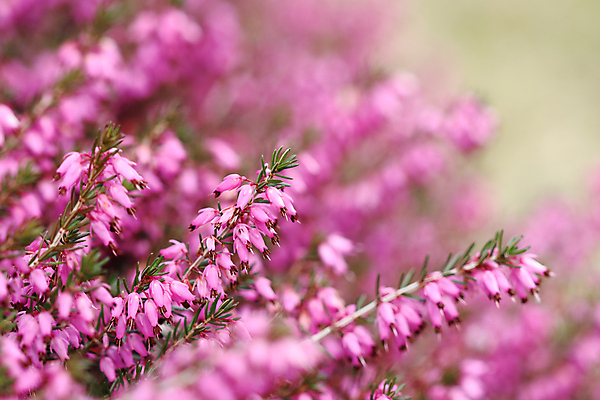 포토 JPG 해외이미지 식물 계절 꽃잎 꽃 분홍색 백그라운드 겨울 꽃무늬 자연 휴가 사람없음 야외 새싹 환경 정원 맑음 보라색 봄 성장 벚꽃 나뭇가지 신선 개화 4월 원예 상록수 내추럴 해외포토 나무 컬러 무늬 날씨 취미 날짜 생태계 파일형식 이미지허브