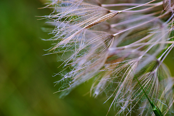 포토 JPG 해외이미지 주간 근접촬영 사람없음 야외 소프트포커스 민들레 민들레홀씨 해외포토 자연요소 꽃 뷰포인트 촬영기법 파일형식 이미지허브