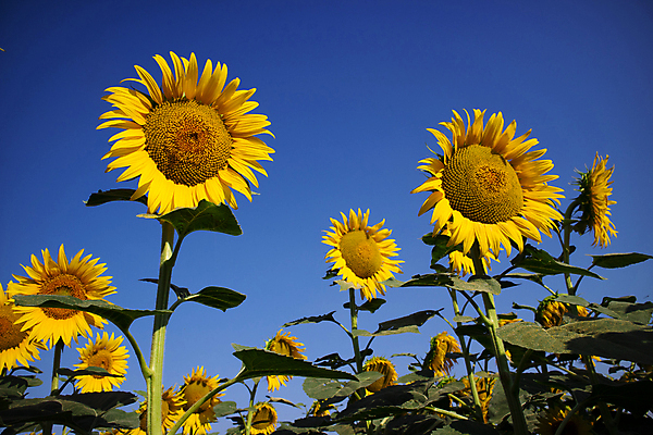 포토 JPG 해외이미지 주간 줄기 잎 꽃밭 하늘 해바라기 사람없음 야외 해외포토 자연요소 식물 꽃 파일형식 이미지허브