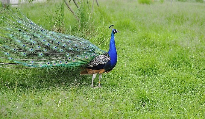 포토 JPG 해외이미지 동물 남자 야생동물 백그라운드 패턴 자연 조류 기술 동물원 사람없음 가로 초록색 파란색 컬러풀 뷰티 머리 활발 부채 의식 우아함 공작 전시회 깃털 꼬리 부리 목 보여주기 꿩 멀티 웅장함 해외포토 컬러 컨셉 무늬 모션 사람 신체부위 전시 생태계 파일형식 이미지허브
