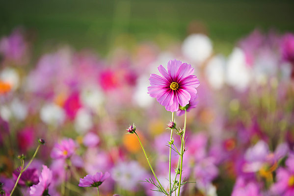 포토 JPG 해외이미지 나무 식물 계절 공원 꽃 여행 백그라운드 꽃무늬 밭 자연 하늘 아침 날씨 산 따뜻함 사람없음 야외 빛 햇빛 태양 일출 환경 정원 황혼 일몰 봄 새벽 안개 벚꽃 시골 신선 저녁 숲 땅 진달래 천국 내추럴 생태학 해외포토 주간 자연요소 공공시설 교육 무늬 농업 노을 야간 생태계 파일형식 이미지허브