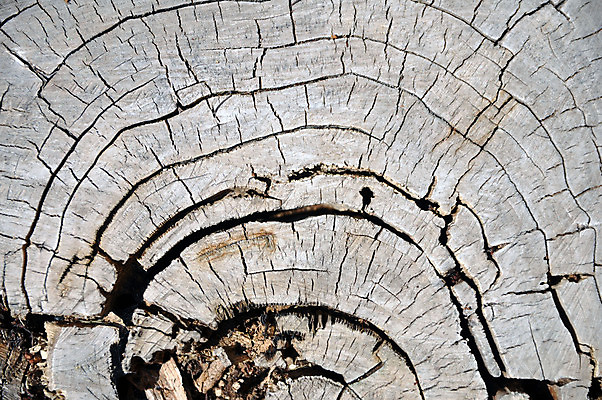 포토 JPG 해외이미지 모양 식물 디자인 응시 조각 백그라운드 패턴 자연 표면 사람없음 목재 갈색 수확 반지 원형 거친 균열 숲 자르기 천 묘사 유기농 질감 내추럴 옛날 노화 해외포토 도형 나무 웰빙 시선 컬러 컨셉 무늬 농업 재료 장신구 모션 직물 생태계 파일형식 이미지허브