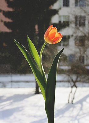 포토 JPG 해외이미지 식물 디자인 배너 계절 여자 꽃 종이 결혼 백그라운드 겨울 꽃무늬 일러스트 비즈니스 창문 새로움 프레임 선물 사랑 사람없음 내부 장식 빨간색 여름 상자 컬러풀 뷰티 파티 유행 세일 웹 봄 튤립 하트 인사 생일 심볼 해외포토 모양 기념일 감정 컬러 컨셉 무늬 인터넷 사람 이벤트 예절 파일형식 이미지허브