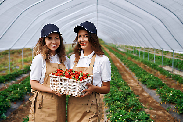 포토 JPG 해외이미지 직업 여자 열매 밭 농업 과일 딸기 노동자 갈색머리 미소 두명 농장 바구니 앞치마 수확 성장 신선 수집 유기농 원예 내추럴 밭일 심기 온실 캡모자 해외포토 식물 모자_잡화 헤어스타일 웰빙 산업 모션 표정 사람 취미 파일형식 이미지허브