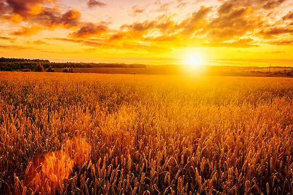 포토 JPG 해외이미지 자연 하늘 사람없음 야외 햇빛 태양 농경지 일몰 밀밭 해외포토 자연요소 밭 농장 노을 밀 생태계 파일형식 이미지허브