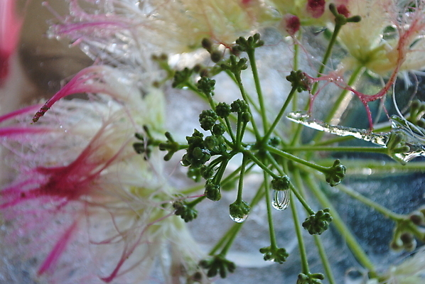 포토 JPG 해외이미지 식물 계절 꽃 백그라운드 잎 꽃무늬 자연 추상 아이디어 미술 사람없음 초록색 뷰티 냉동 얼음 흰색 만족 내추럴 해외포토 자연요소 감정 컬러 컨셉 무늬 문화예술 생태계 파일형식 이미지허브