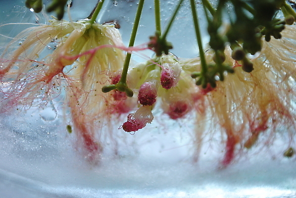 포토 JPG 해외이미지 식물 계절 꽃 백그라운드 잎 꽃무늬 자연 추상 아이디어 미술 사람없음 초록색 뷰티 냉동 얼음 흰색 만족 내추럴 해외포토 자연요소 감정 컬러 컨셉 무늬 문화예술 생태계 파일형식 이미지허브
