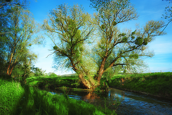 포토 JPG 해외이미지 나무 식물 구름 계절 잎 벤치 자연 하늘 아침 날씨 그림자 풍경 초원 사람없음 야외 초록색 물 여름 빛 강 햇빛 태양 뷰티 반사 노란색 환경 맑음 침묵 고요 황혼 일몰 안개 나뭇가지 시골 연못 숲 땅 천 뿌리 장면 지역 내추럴 삼림지대 현상 해외포토 주간 자연요소 컬러 의자 노을 소리 직물 생태계 파일형식 이미지허브